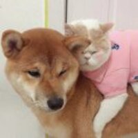 9e99b067264c7875ce75c56e3799230b94d0e950