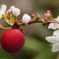 Ae99704e1564d672e9757b1003c8b6dadc1996c4