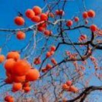 50f2cad73b13377367ec2832fa936389d7d2d092