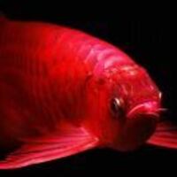 26d27a87eafc8ddfce321cd055ab4a79eef3dbd2