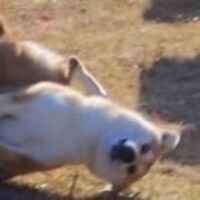 38c0008115070733300f77ec8d1c23dab69af8ed