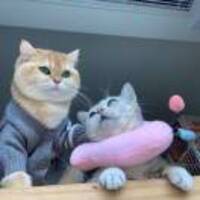 91cb42162b11422fada05ecb5639e5503c5d7868