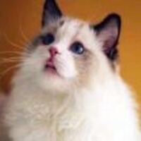 015a1381bc121e7668c3be2c4a2875808607f588