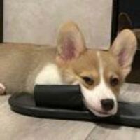 2e24defd247bd4fe5abec2b6fdbd78337dd44895