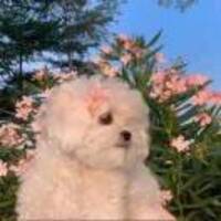 9322f886ba52e16629c6b9c455471c8cf417c507