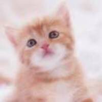 Ee5f8a95e8224867799fd7432bde99a3da154652