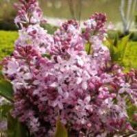 2a88de3b6085af1611872c8be421aa26109eb81f