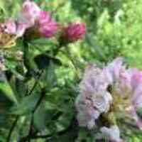 999da48cb223488a91094b00dea9814fb15bfa20