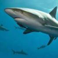 5c6fe3a2b49128fce2627130e3f168dc0ec05efd