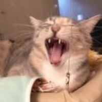 334bb5c021a22ed115173c98262d45d35b2de242