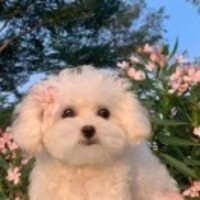 9c727c6740e63c082f1dfbad4f1d0df7bbd04b54