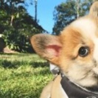 1d98fe9acf4ba245bcbd7cec50e8122b0505e99a