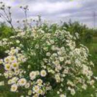 Fcc34c3573e687eb99233207b382a0cf6844e6e8