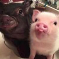 70e1829312cf7ad23b1d7e031fb18514588d5c2a