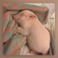 80caa4b1dee4c6deb6173de512f08ae455066877