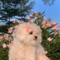 4074a85af130be8cd2b0bf3d77e89472b9a2d5a2