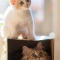 5b361dc24d4e1d613f91b0a02f704cae003852b0