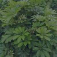 15589d57fc269179aa8003d0df480666249f1044