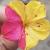 E462aaa9e44cdcb181d74104243547e0667c930c