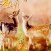 Aecd42bbd17b806771813c96ff04633a93c1f2d6