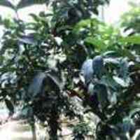 737450923a6692972ab62a65f7cc9f8b2767b621