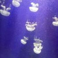 D3e2efa4da3559229f4d82c320f7f9f15c618a5e