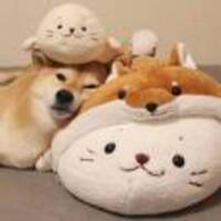 C99842183f786b94cb04fc2e9ea31c683b2a1be1