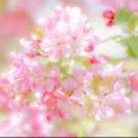 81df5a46c2686a745bbb4d76bae29563e460664b