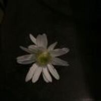 225a135cdd5b7288b2065006fe424db3b817ade7