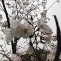 55806d6a62dad99861a6bd69317319d9b2cdc199