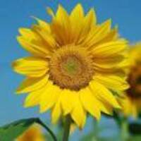 99660c7cbf8cd3dc1991da7f4c66f12c00653337