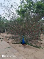 D0250e95b42b49fa07f6ffff5a67f5168219b6bc