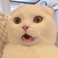 308bfec9222ecb596ac168a291b4d5312e1674af