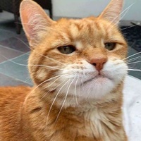 A5541174d21324ce997d14688ec5fb39771ad7a0