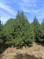 C6e6e8e77c8980df2df245cf9417fa9f87c53267