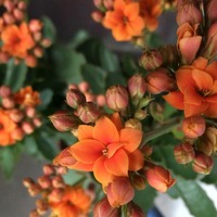 F7aa00faca126968e2a3252292695c226ab55ca1