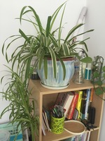 3d173a4c958892bc11829241ea67540cf15a5d6f