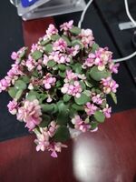 E825b1727bac32706dc4760e3ef03f43f39af605