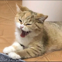 Ca705bf41b862fdb771dd7bd8f29c8749b54197a