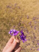 5a2017689ada0c130be3a67e5530421100395077