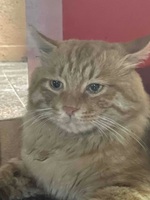 148fb5b6cd3378f442ff14cfe9f2e1f44fee86ac