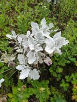 Af6bcadb9540883587ac9f19963d6384cf905d7e