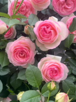 01b83ed5675f75a4734677aa3fd5303a930154fc