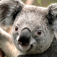 5c73cdcaf9e06549158de66c62ac70af1674ed5a