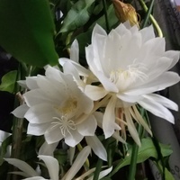 1b55f03296dda7dd01d90279e8f1e1a71cdf9b00