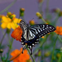 D857227da84f6d3149cc126f9750db283c483fdc