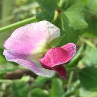 F4784a542618296a40522283096407c9a30fcfe8