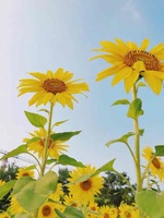 929967d4bd44458f2932d17a4f3c1f6e8c56db5b