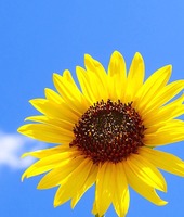 Ab2ace9f1dfe462c7801214d21233be5966948ec