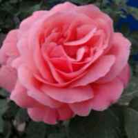 Bf17968e52c7094470c443c60cc21cded31638eb